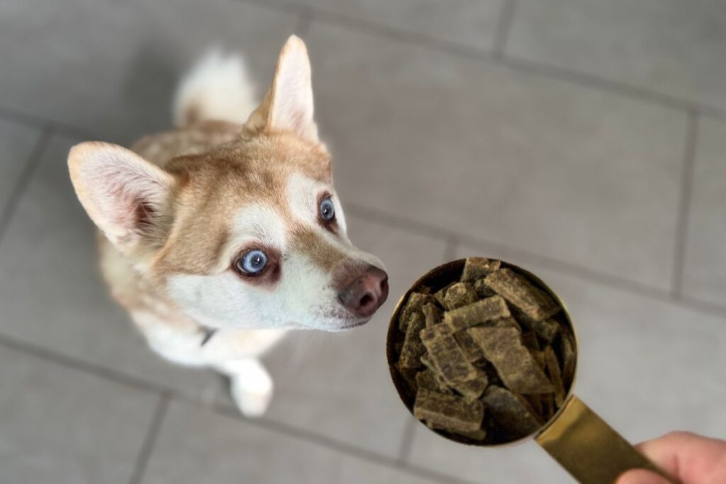 Copper sniffs Sundays Dog Food in May 2026