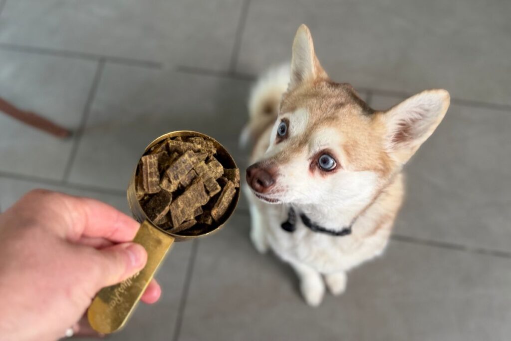 Copper sniffs Sundays Dog Food in May 2026