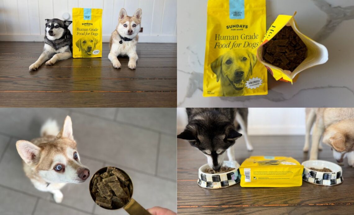 Sundays Dog Food Price (2026) Is The Cost Worth It