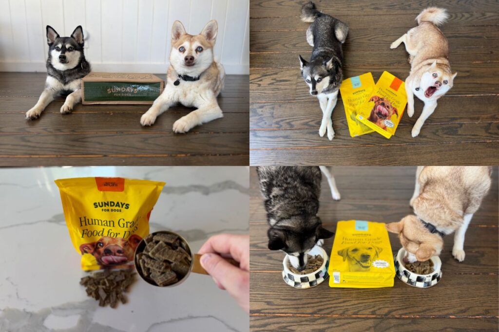 Sundays Dog Food Review (2026) Pros, Cons & Is It Worth It