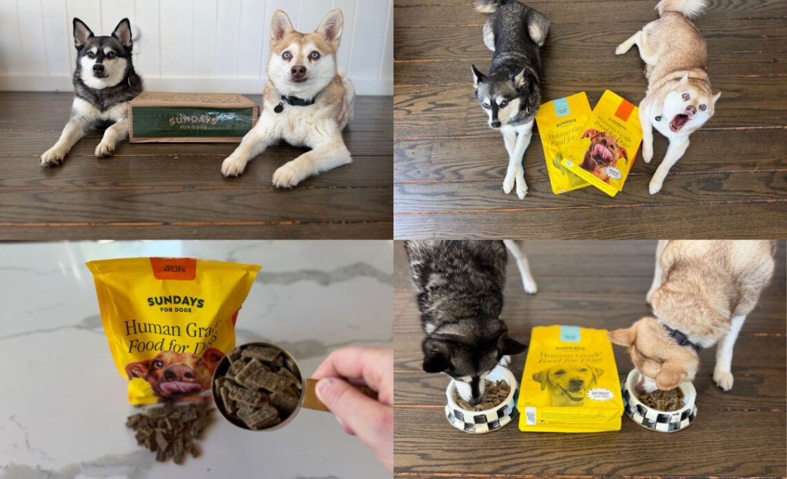 Sundays Dog Food Review (2026) Pros, Cons & Is It Worth It