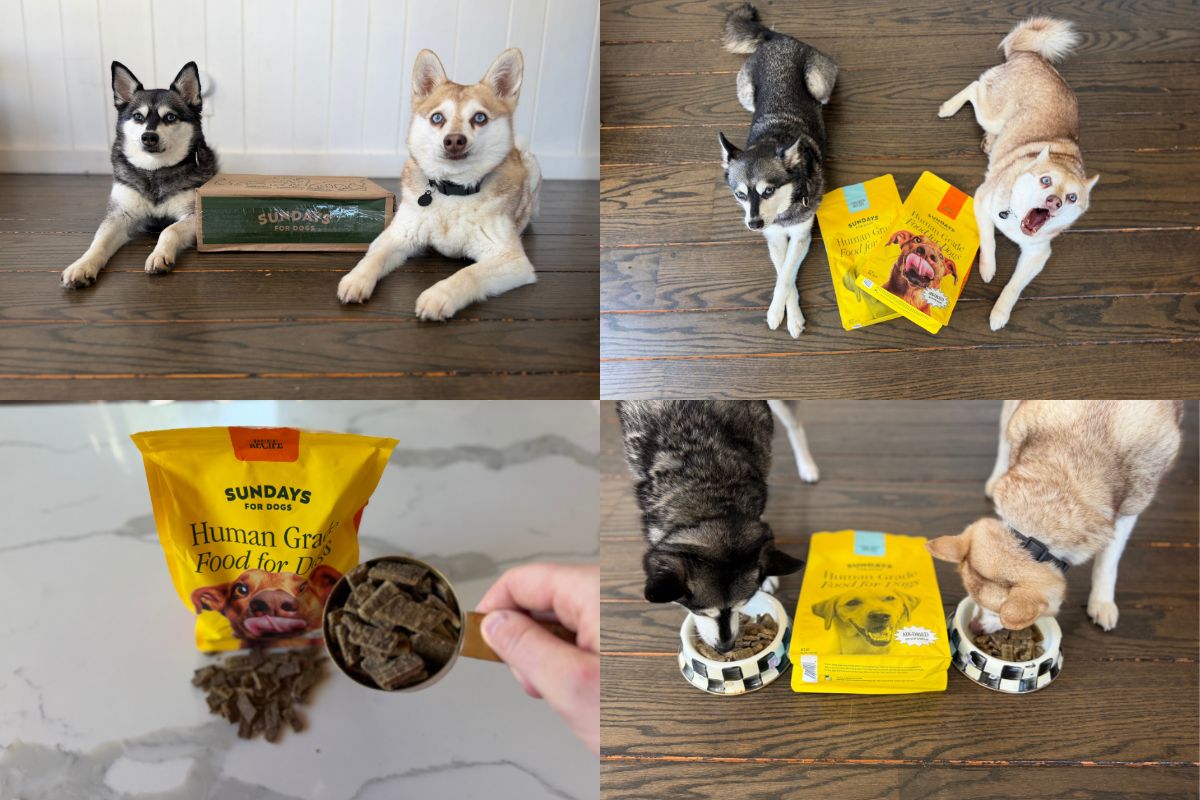 Sundays Dog Food Review (2026) Pros, Cons & Is It Worth It
