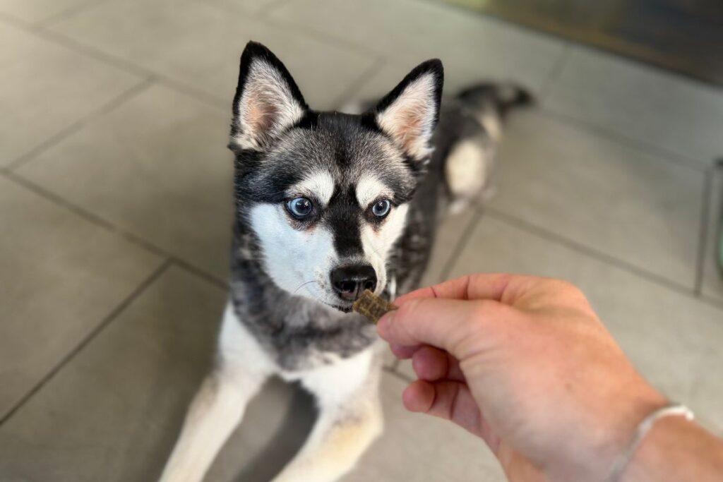Skye tastes Sunday dog food in May 2026
