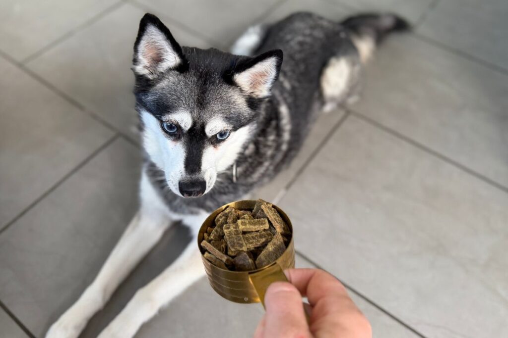 Skye sniffs Sundays Dog Food in May 2026
