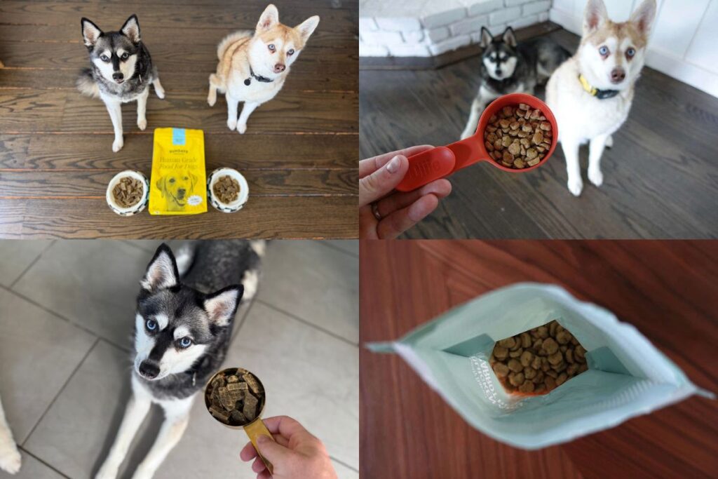 Sundays Vs Ollie (2026) Which Dog Food Is Better