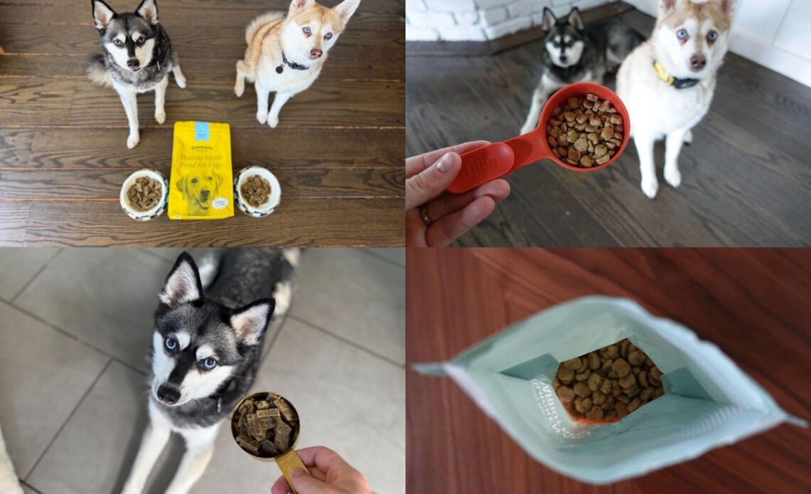 Sundays Vs Ollie (2026) Which Dog Food Is Better