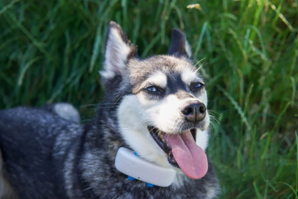 Skye Tractive Tracker