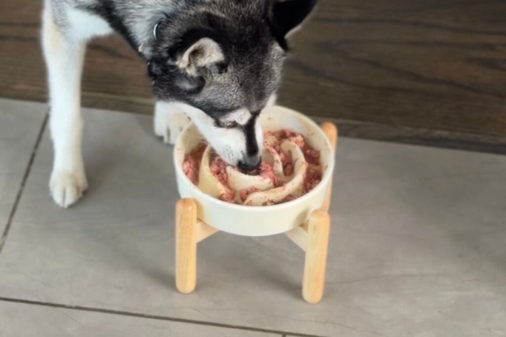 Skye eating food with Multiflex