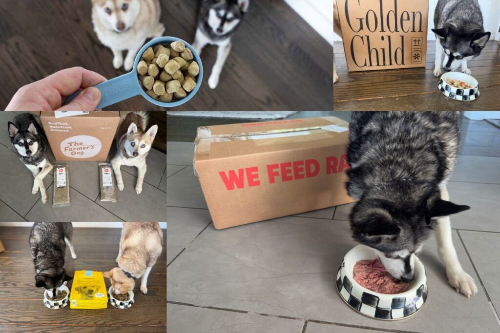 Best Dog Foods Worth Your Money 2026