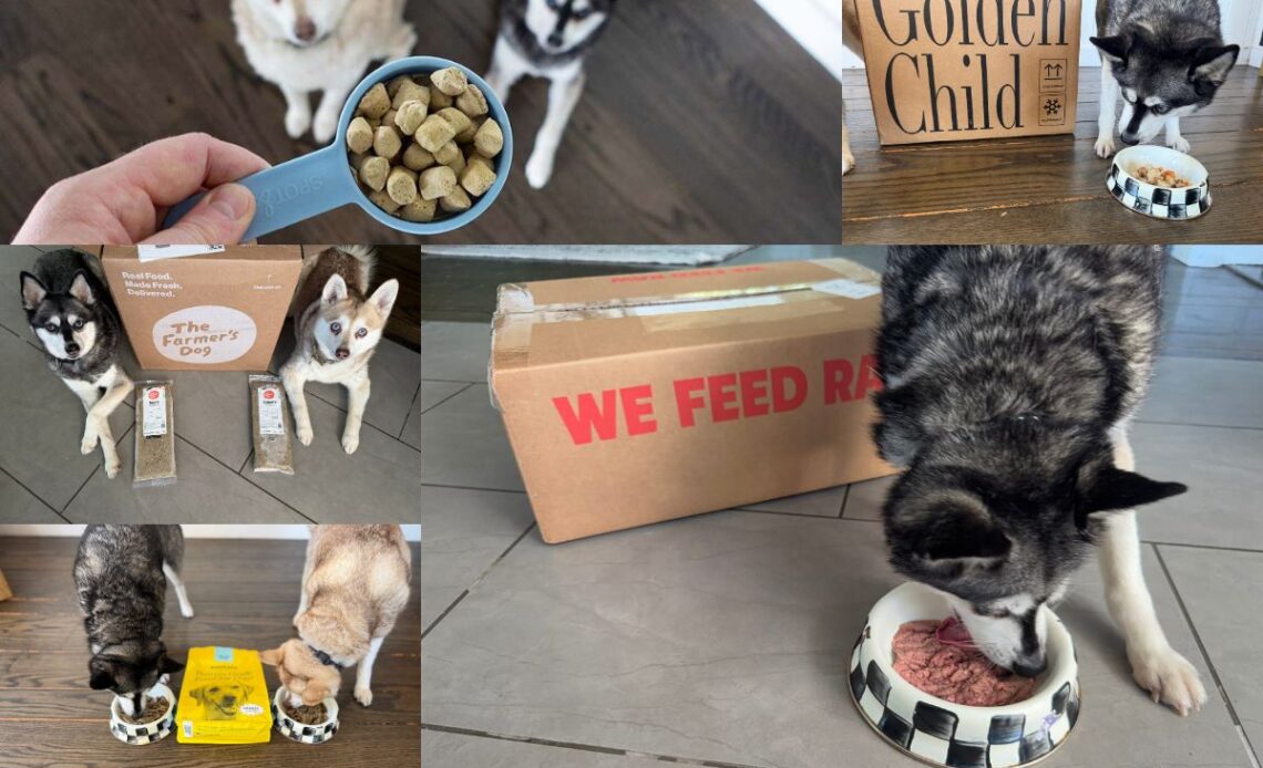Best Dog Foods Worth Your Money 2026