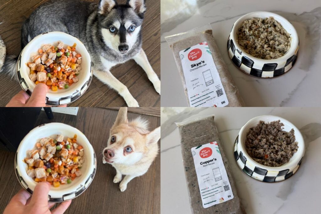 Golden Child vs The Farmer's Dog Recipes