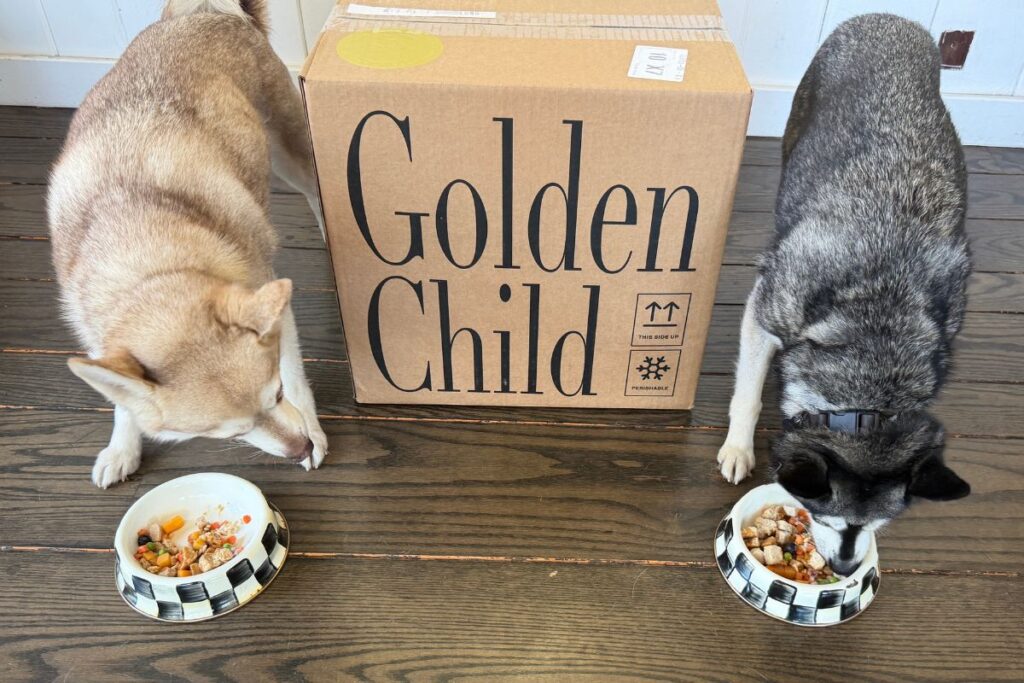 Klee Kai Eating Golden Child In Bowl