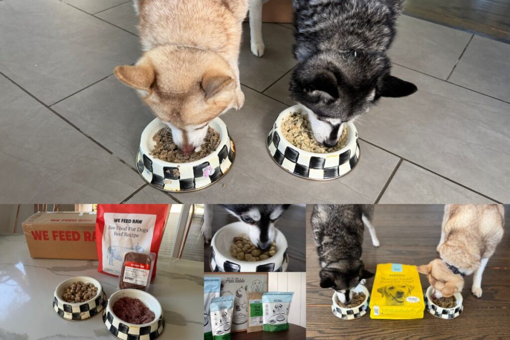 6 Best Ollie Dog Food Alternatives