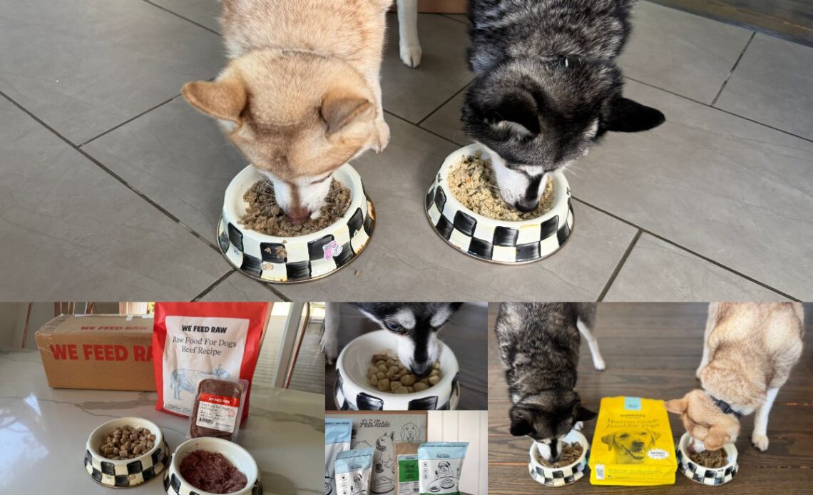 6 Best Ollie Dog Food Alternatives