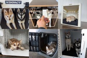 7 Best Dog Crates Compared: I Tested Them All (2026 Review)