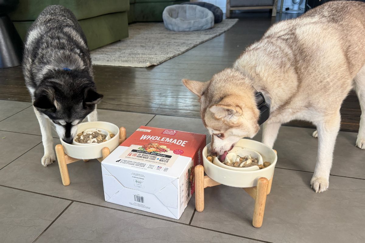 The Honest Kitchen Wholemade Skye Copper Eating Food